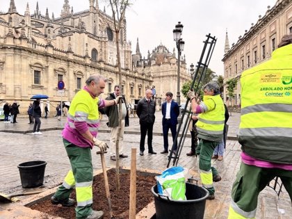 Más de 23.000 nuevos árboles en Sevilla en tan solo seis&nbsp;años.